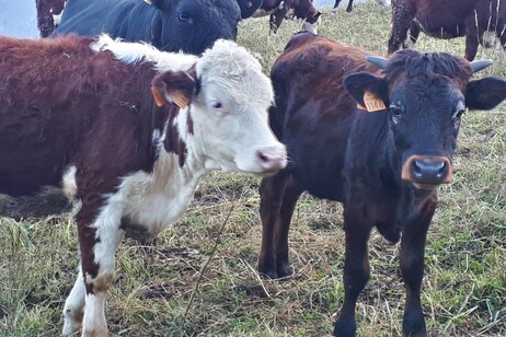 L’eco ripetuta: analisi di un frammento inconcludente.