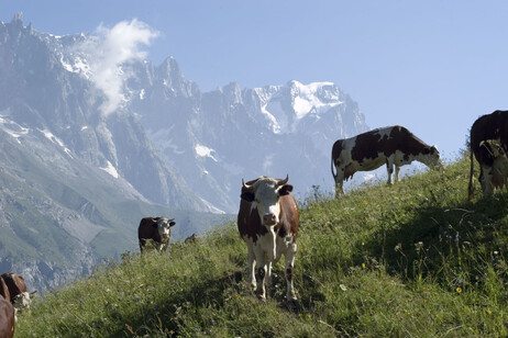 Dermatite Nodulare: Allarme in Valle d’Aosta, Estensione Sorveglianza e Richiesta Vaccini