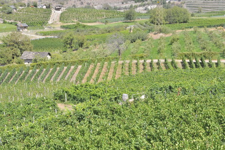 Valle d’Aosta: Vendemmia 2025, previsioni di crescita e qualità