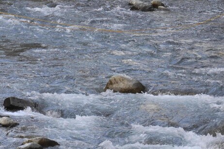 Trota marmorata: il progetto Life GrayMarble salva un tesoro alpino