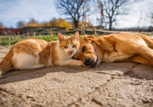 Canile regionale tra vecchie tensioni e nuova gestione: AVAPA rompe il silenzio