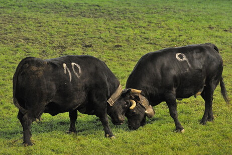 Emergenza zootecnica in Valle d’Aosta: sostegno alle associazioni locali