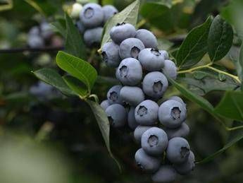 Al via la raccolta del mirtillo in Val di Non