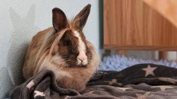 Allarme leishmaniosi in Europa