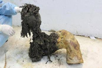 Gli ultimi momenti di vita del mammut lanoso Yuka svelati dall’Rna più antico del mondo