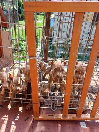 In gabbia sotto il sole