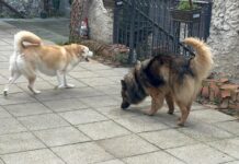 Dal fronte del Donbass al Canavese: la nuova vita di Oliver, il cane salvato dalla guerra